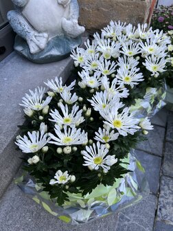 Chrysant in schaal