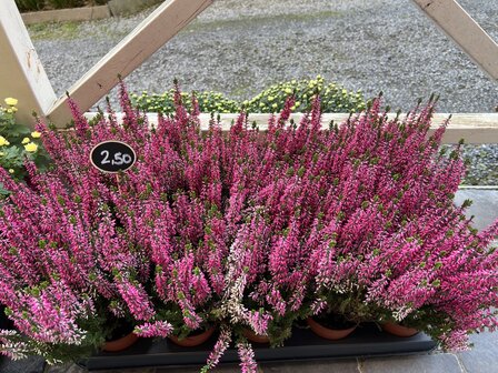 Erica calluna