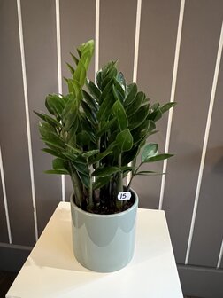 bloempot met plant 