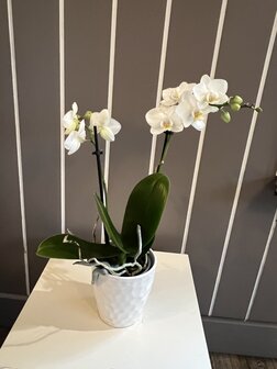 mini-orchidee inclusief pot