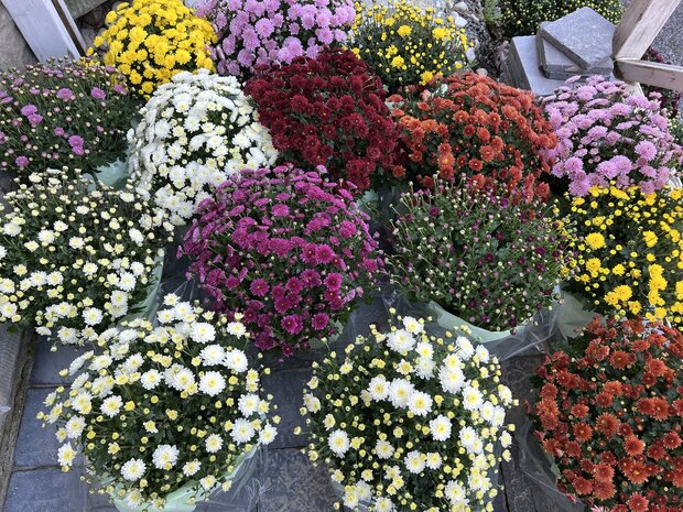 Chrysant klein 35cm